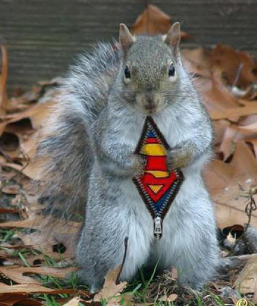 squirrel-superman.jpg